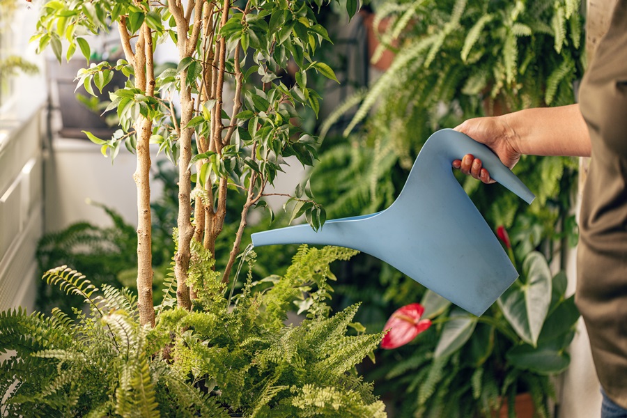 Plantas y decoración ideales para una terraza con techo de cristal que aprovecha la energía solar