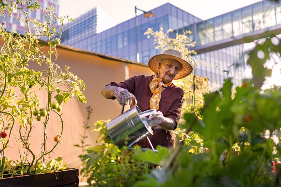 Mujer mayor regando un huerto urbano en una terraza con tomates y otras plantas, ejemplo inspirador de cultivos en terrazas en entorno urbano con edificios modernos al fondo.